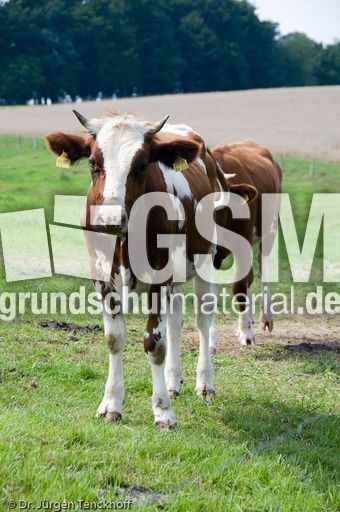 Hausrind (89 von 174).jpg